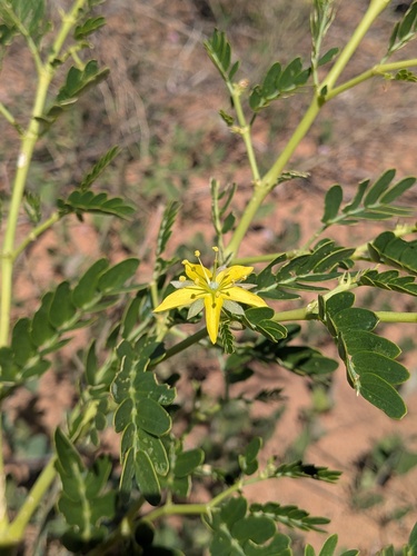 Tribulus platypterus (Tribulus platypterus)