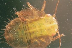 Hemiptera