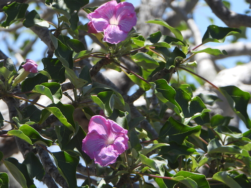 Uncarina stellulifera