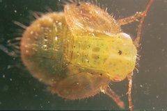 Hemiptera