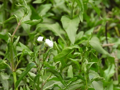 Gymnocoronis spilanthoides, photograph (c) Mark Clarke, some rights reserved (CC BY)