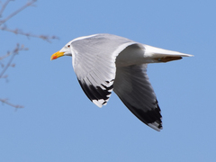 Larus michahellis