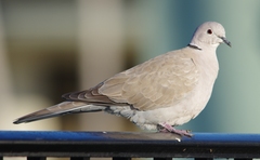 Streptopelia decaocto