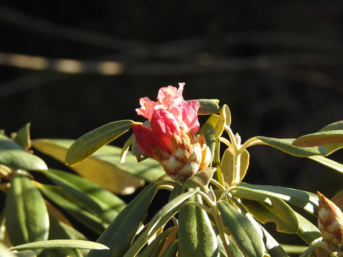 Rhododendron degronianum iNat (2)