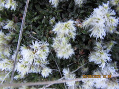 Coprosma petriei, photograph (c) edmonds5, some rights reserved (CC BY)