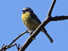 Cyanistes caeruleus