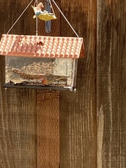 Haemorhous mexicanus