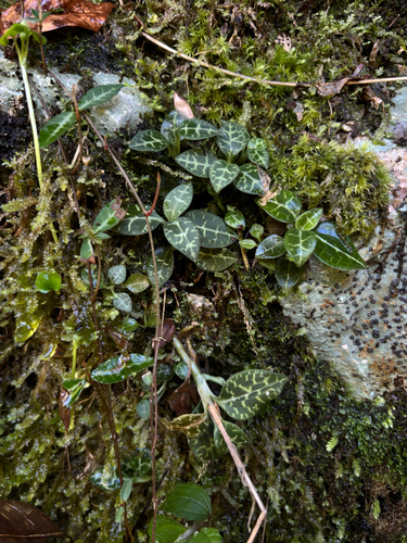 Schlechtendal's Goodyera