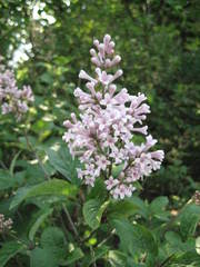 Syringa hyacinthiflora