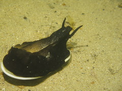 Scutus antipodes