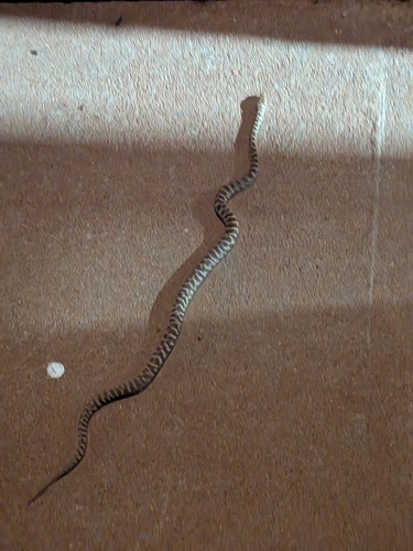 Children's Python