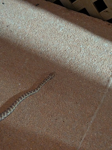 Children's Python