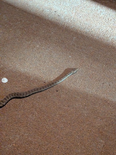 Children's Python