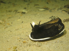 Scutus antipodes