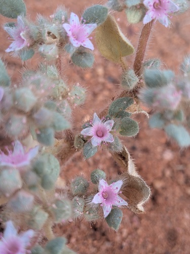 Trianthema pilosum (Trianthema pilosum)