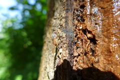 Brachyopa insensilis