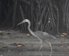 Ardea sumatrana