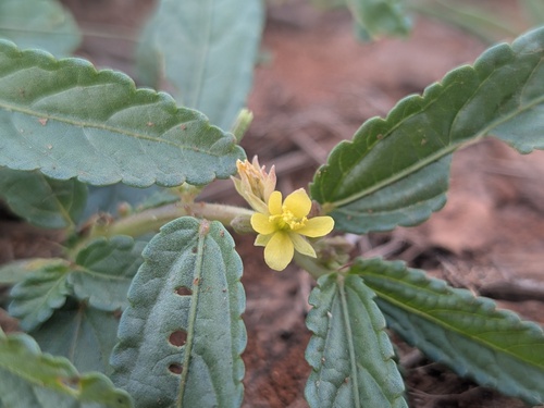 Corchorus tridens, photograph 2