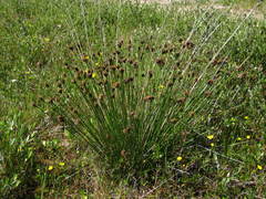 Schoenus nigricans