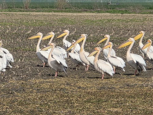 Great White Pelican