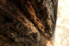 Brachyopa insensilis