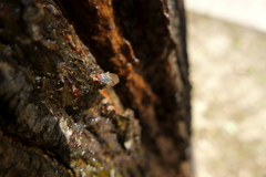 Brachyopa insensilis