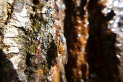 Brachyopa insensilis