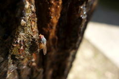 Brachyopa insensilis