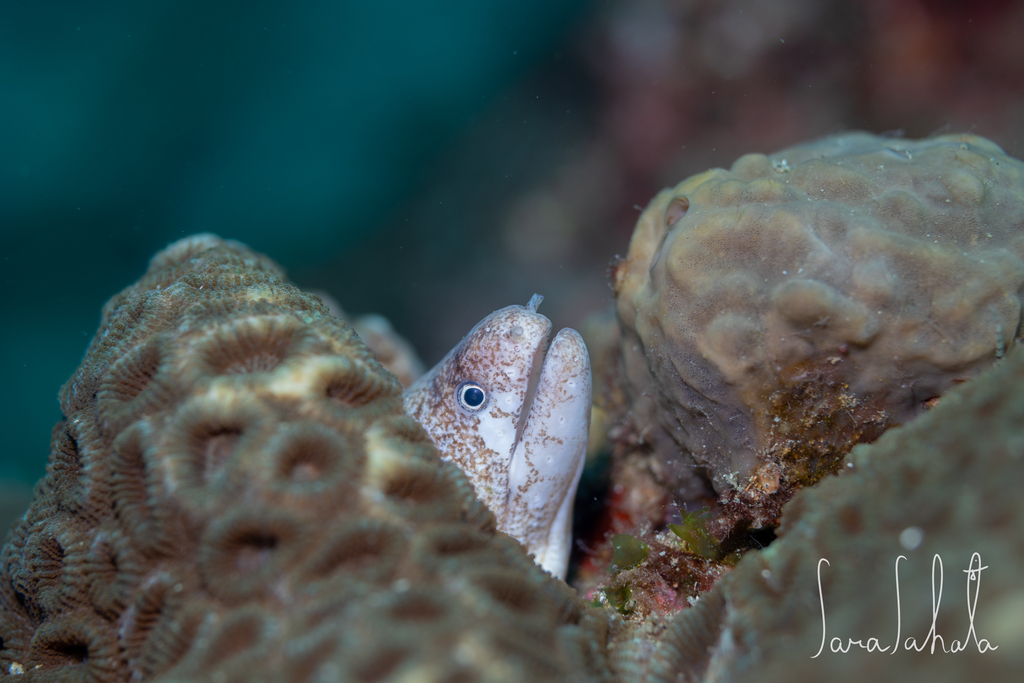Awa Moray