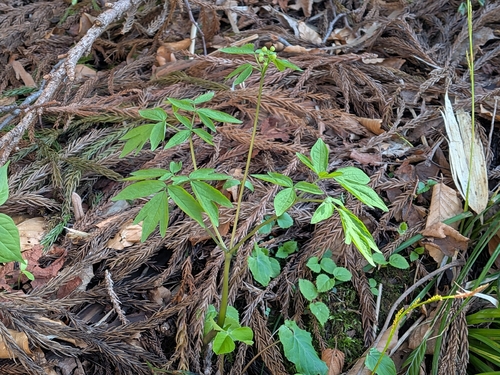 Caulophyllum robustum, photograph 2