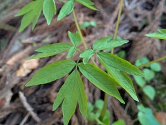 Caulophyllum robustum, photograph (c) plant 0302, some rights reserved (CC BY)