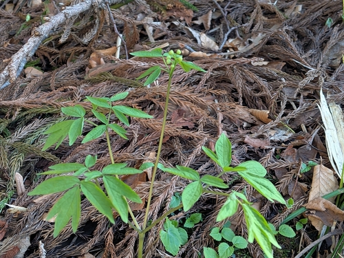 Caulophyllum robustum, photograph 4
