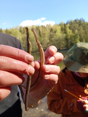 Syngnathus typhle