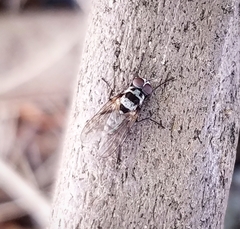 Anthomyia pluvialis