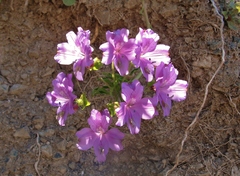 Alstroemeria violacea