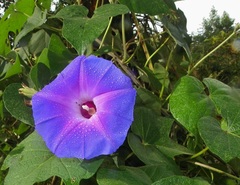 Ipomoea villifera
