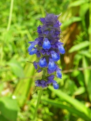 Salvia mocinoi