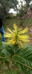 Inga pilosula