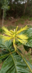 Inga pilosula, photograph Paulo C. O. Cunha, CC BY, iNaturalist via GBIF