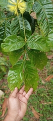 Inga pilosula, photograph Paulo C. O. Cunha, CC BY, iNaturalist via GBIF