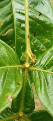Inga pilosula, photograph Paulo C. O. Cunha, CC BY, iNaturalist via GBIF