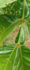 Inga pilosula, photograph Paulo C. O. Cunha, CC BY, iNaturalist via GBIF