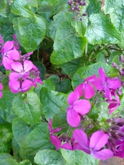 Lunaria annua