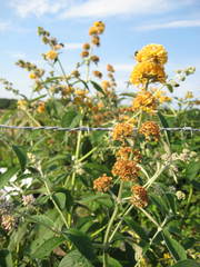 Buddleja weyeriana