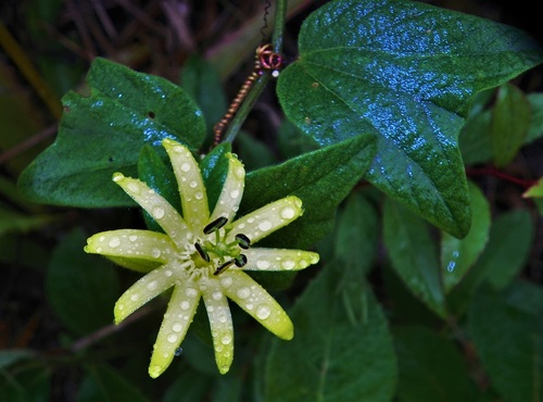 Passiflora citrina iNat (3)