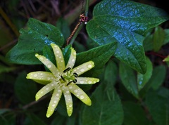 Passiflora citrina