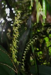Stelis platystylis