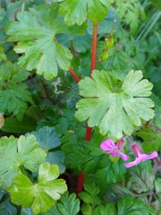 Geranium lucidum