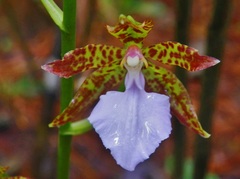 Rhynchostele bictoniensis