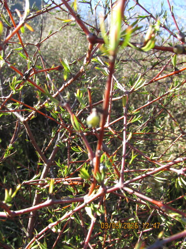 Coprosma intertexta, photograph 3